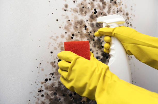 Best Mold Removal Near Me  in Two Rivers, WI