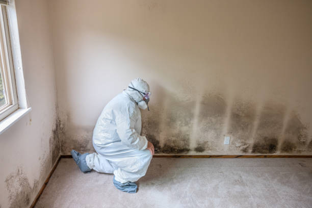 Best Toxic Mold Removal  in Two Rivers, WI